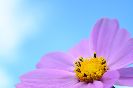 A flower of a cosmos up close  in front of an over-exposed sky.