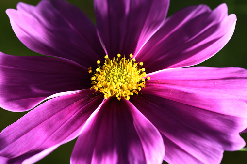 A flower of a cosmos up close  in front of an over-exposed sky.