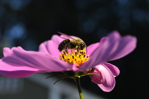 A single bee on a  cosmos flower.