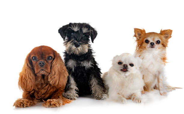 istock little dogs in studio 1445241191