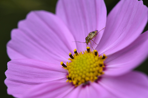 A tarnished plant bug hoping for a snack on this beautiful cosmos flower.