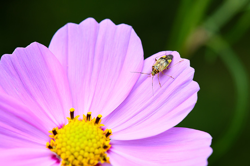 A tarnished plant bug hoping for a snack on this beautiful cosmos flower.