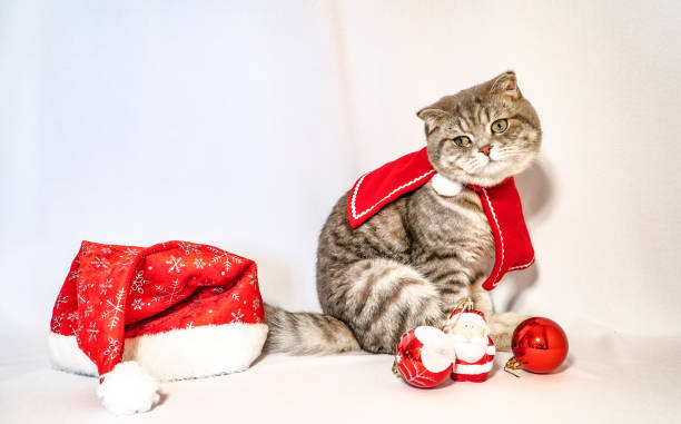 istock A cute Christmas cat. Christmas and New Year celebration concept 1445242904