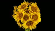 istock Yellow Sunflowers Bouquet Blooming in Time Lapse on a Black Background. Flower Concept. 1445243327