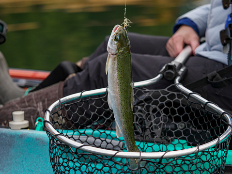 A senior woman holding a trout above the fishing net. She is fishing from a Kayak on Henry Hagg Lake in Oregon. Model release on file.