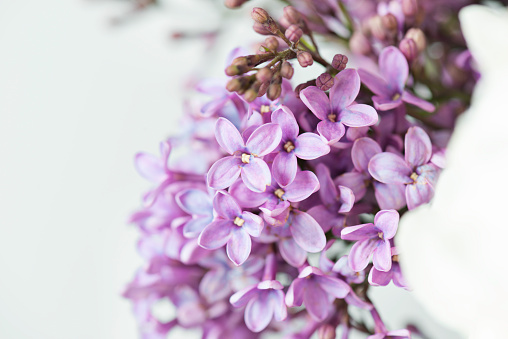 Close up of Lilac flower in front of white background.