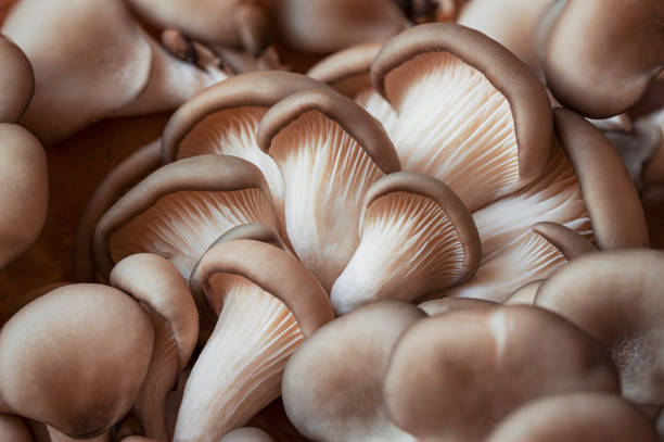 istock Fresh organic oyster mushrooms as background, closeup, selective focus 1445244475