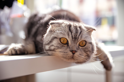 Curious cat at her owners working desk looking at the camera. Scottish fold breed
