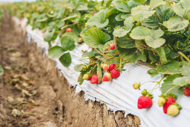 Agricultural field strawberry plants. Rows of plastic covered hills with strawberries Agricultural field strawberry plants. Rows of plastic covered hills with strawberries, selective focus strawberries stock pictures, royalty-free photos & images