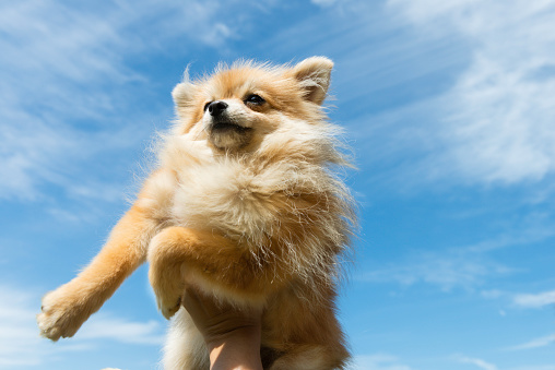 Pomeranian puppy is showed to camera by a hand with clear sky in background.