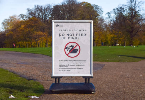 segno don't feed the birds durante l'epidemia di influenza aviaria a londra, regno unito - kensington gardens foto e immagini stock