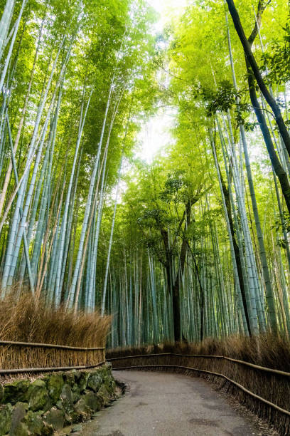 istock Arashiyama bamboo forest tourist park attraction 1445249265