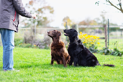 woman. doing obedience training with her two purebred flat-coated retriever dogs, she is pointing and the dogs are stting on lawn in garden,and listening, one is brown, one is black