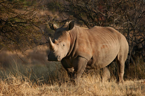 istock VREDEFORT DOME BIODIVERSITY Fauna 04 1445252583