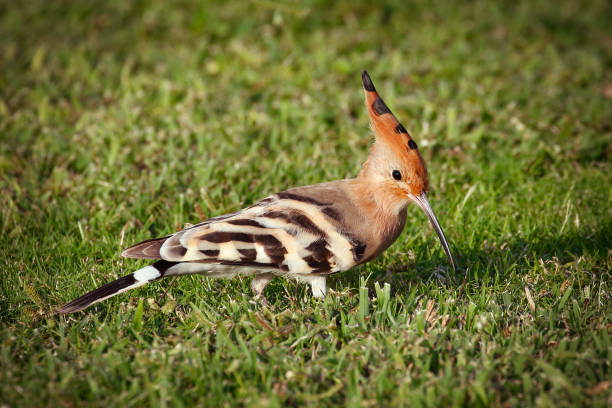 Hoopoe bird in natural habitat