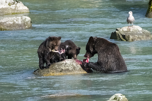 Grizzlys fishing salmon in the river in Alaska before winter, mother with babies