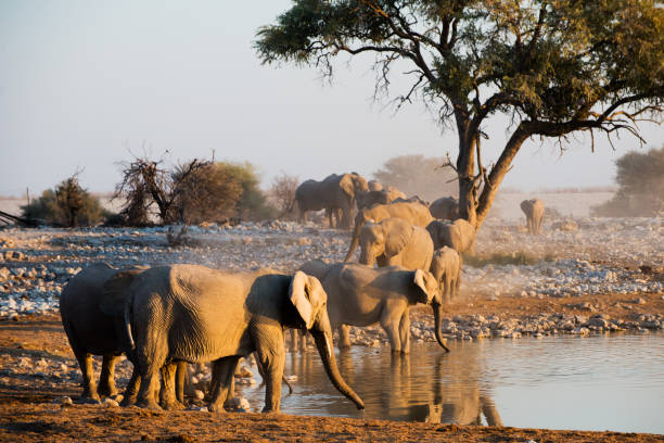 istock Elephants near a waterhole in Namibia 1445252761