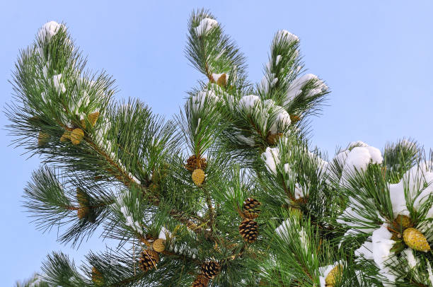 istock Pine branch with cones , snow and blue sky. 1445255692