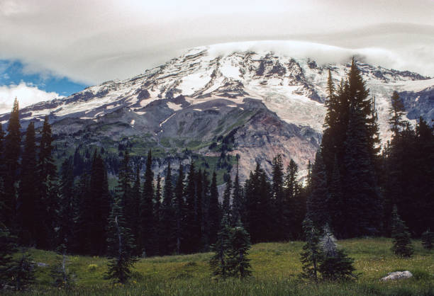 istock Mt Rainier National Park - Mt Rainier & Meadow - 1979 1445256649