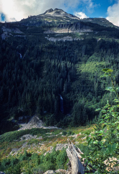 istock Mt Rainier National Park - Stevens Canyon Trees Layered on Trees - 1979 1445257228