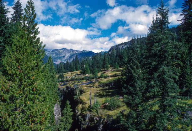 istock Mt Rainier National Park - Box Canyon Landscape - 1979 1445257282