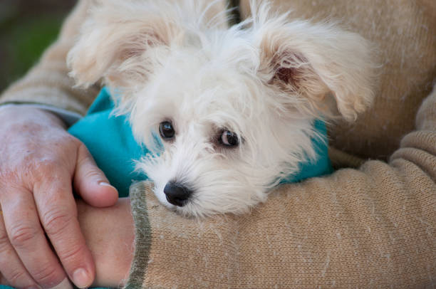 istock White dog baby on lap 1445258347