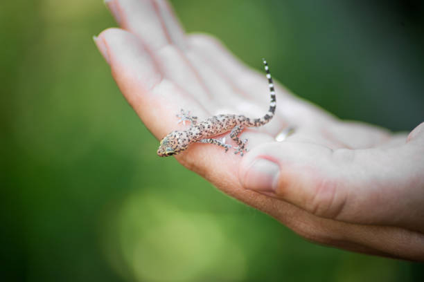 istock Baby Mediterranean house gecko held in hands. 1445258518