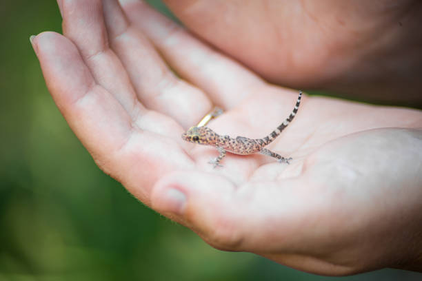 istock Baby house gecko held in hands 1445258526