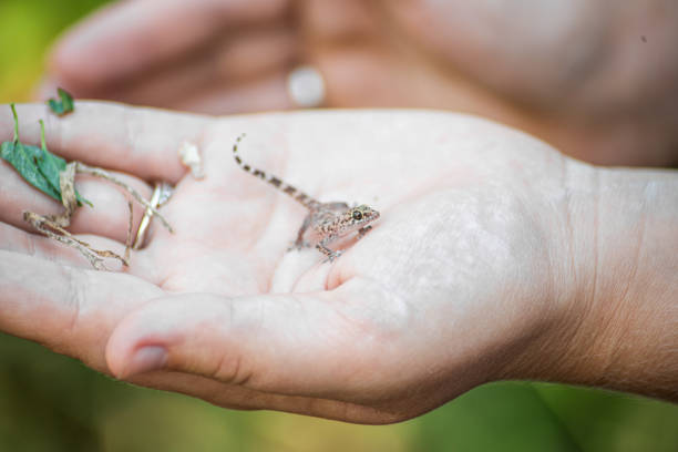 istock Baby spotty Mediterranean house gecko held in hands. 1445258532
