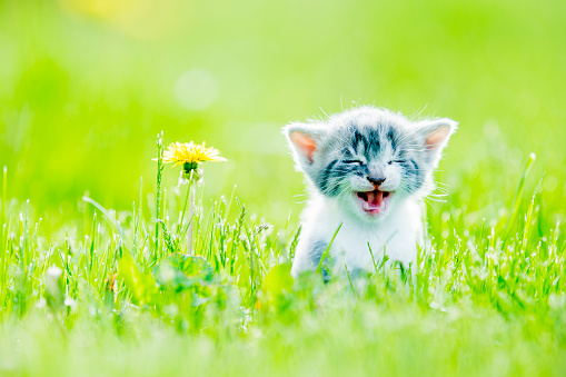 A small grey kitten walks through the tall green grass on a sunny summers day.