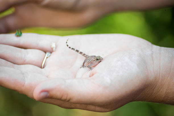 istock Baby spotty Mediterranean house gecko held in hands. 1445258564