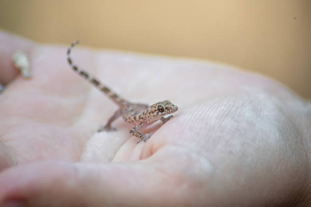 istock Happy baby Mediterranean house gecko held in hands with raised tail 1445258567