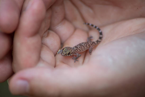 istock Baby spotty Mediterranean house gecko held in hands. 1445258597