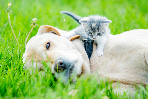 A Golden retriever lays out on his side as he allows a tiny kitten friend to climb on him and explore.  The two are best friends and are spending time closely together.