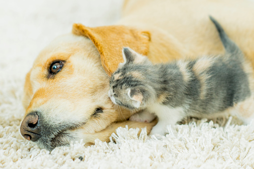 A Golden retriever lays out on his side as he allows a tiny kitten friend to climb on him and explore.  The two are best friends and are spending time closely together.