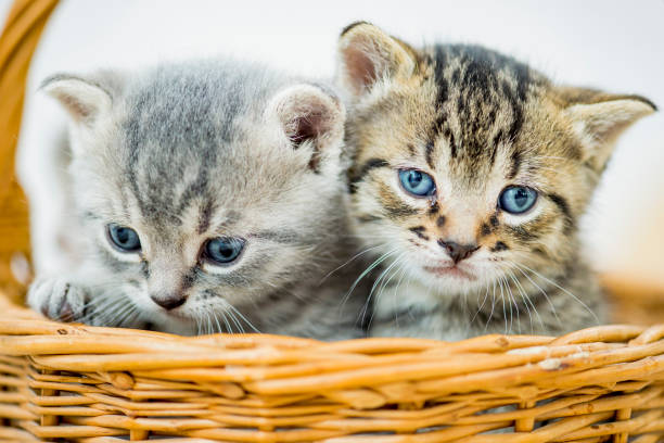 istock Basket of Kittens 1445258941