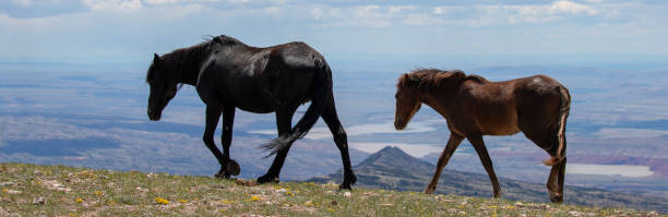 giumenta nera e castagno allone puledro cavalli selvaggi che si affacciano sul bighorn canyon al confine tra montana e wyoming negli stati uniti occidentali - panoramic california mountain range southwest usa foto e immagini stock