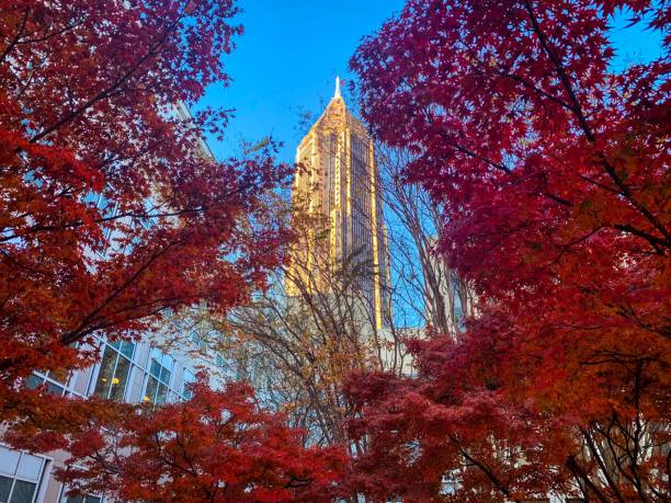 istock Autumn landscape and a blue sky in Atlanta 1445259886