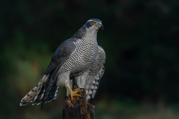 istock Beautiful Northern Goshawk (Accipiter gentilis) on a branch  in the forest 1445261154