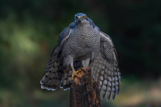 istock Beautiful Northern Goshawk (Accipiter gentilis) on a branch  in the forest 1445261284