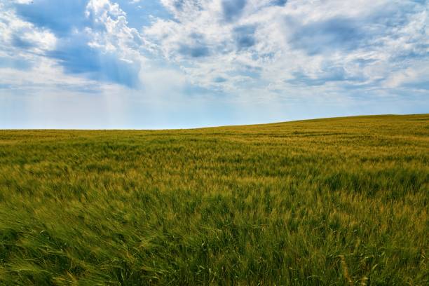 istock green cornfield under blue cloudy sky at Dunnottar Castle 1445262152