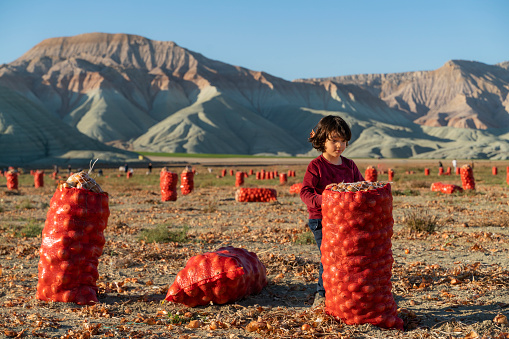 Onions collected from the field were placed in red mesh bags. boy lifts bags.