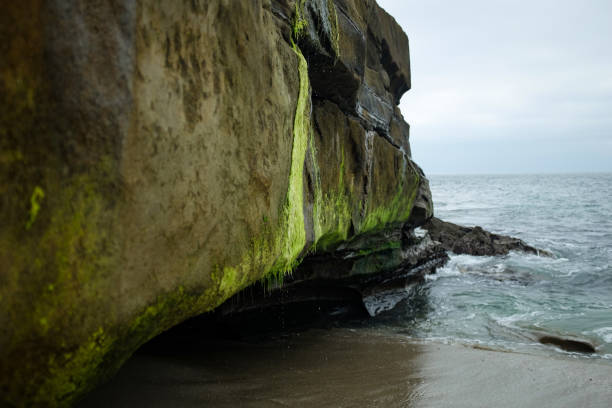 istock La Jolla Tide Pools - San Diego, California 1445264029