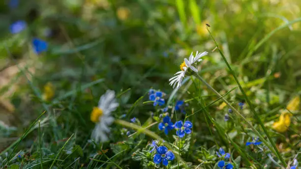 Daisy flower in meadow, summer time. 5K resolution