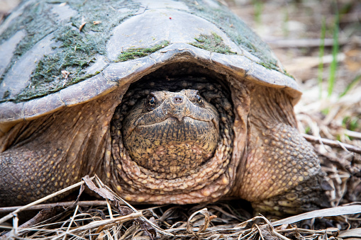 Common snapping turtle slowly walking to the river