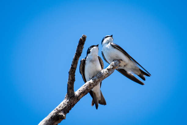 Tree swallow songbird perching close by its nest.