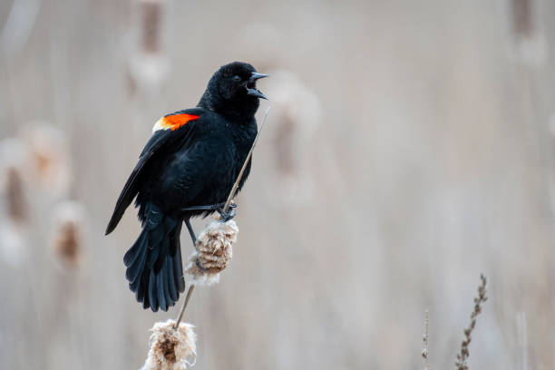 istock A male red winged blackbird 1445265303