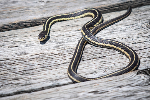 Common garter snake hunting for food