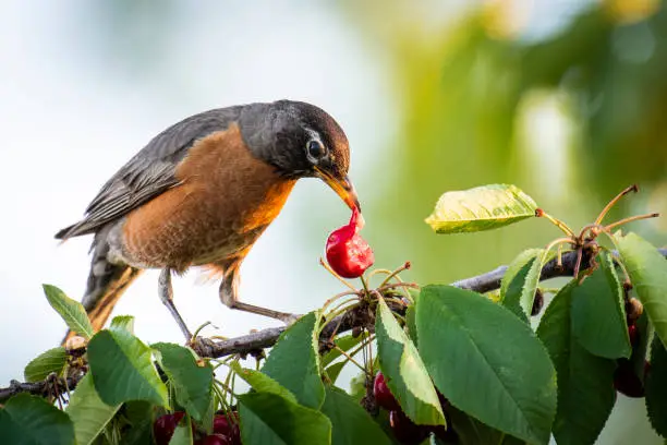 American robin feeding in a cherry tree.