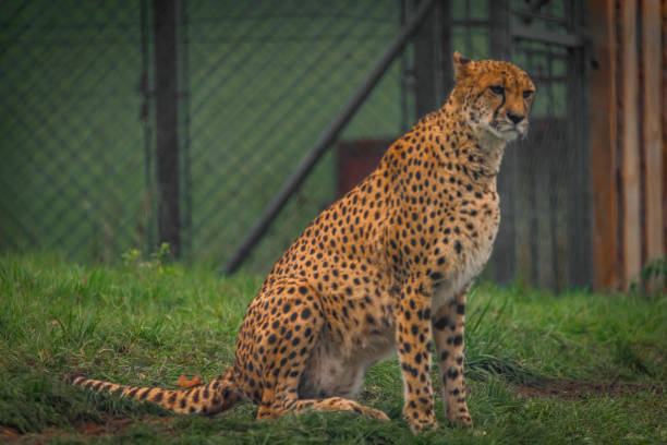 Cheetah animal in color autumn cloudy dark day with dark background
